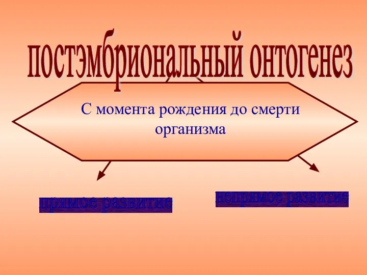 постэмбриональный онтогенез С момента рождения до смерти организма прямое развитие непрямое развитие