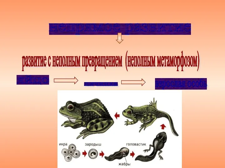 непрямое развитие развитие с неполным превращением (неполным метаморфозом) яйцо личинка взрослая особь