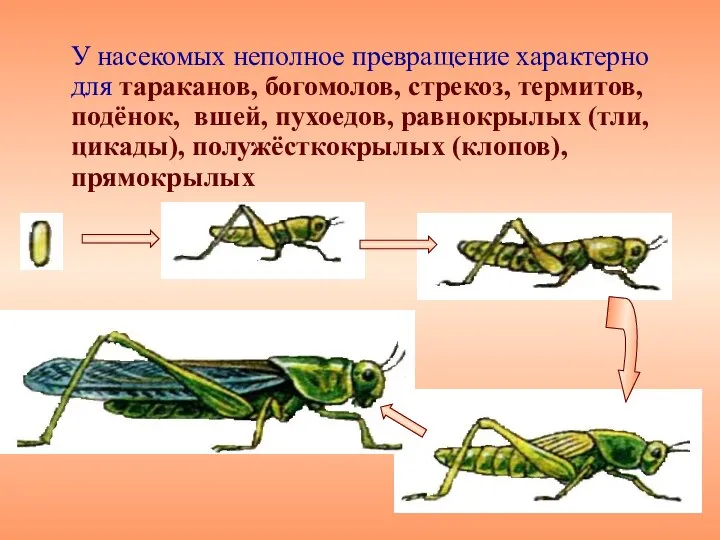 У насекомых неполное превращение характерно для тараканов, богомолов, стрекоз, термитов, подёнок,
