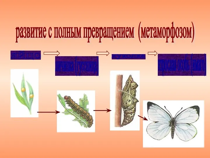 развитие с полным превращением (метаморфозом) яйцо личинка (гусеница) куколка взрослая особь (имаго)