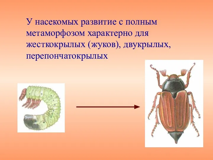 У насекомых развитие с полным метаморфозом характерно для жесткокрылых (жуков), двукрылых, перепончатокрылых