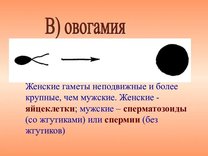 Женские гаметы неподвижные и более крупные, чем мужские. Женские - яйцеклетки;