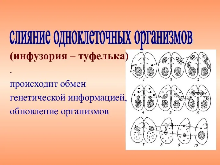 (инфузория – туфелька) . происходит обмен генетической информацией, обновление организмов слияние одноклеточных организмов