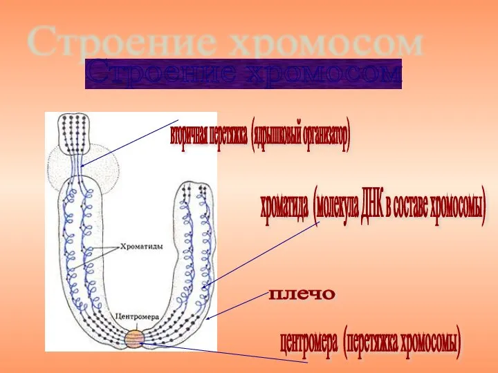 Строение хромосом хроматида (молекула ДНК в составе хромосомы) плечо центромера (перетяжка хромосомы) вторичная перетяжка (ядрышковый организатор)