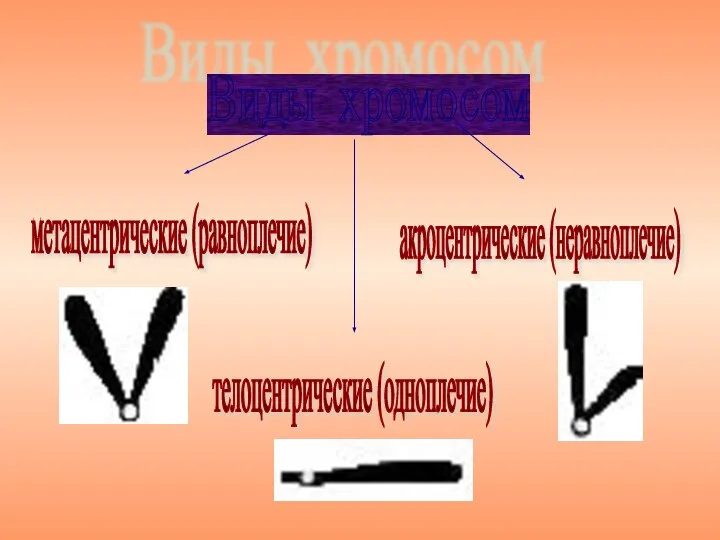 Виды хромосом метацентрические (равноплечие) акроцентрические (неравноплечие) телоцентрические (одноплечие)