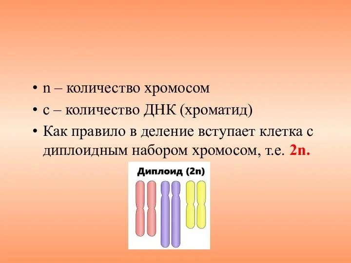 n – количество хромосом с – количество ДНК (хроматид) Как правило