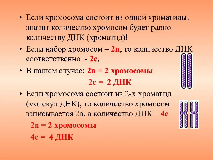 Если хромосома состоит из одной хроматиды, значит количество хромосом будет равно