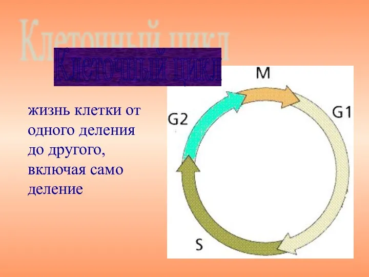 жизнь клетки от одного деления до другого, включая само деление Клеточный цикл