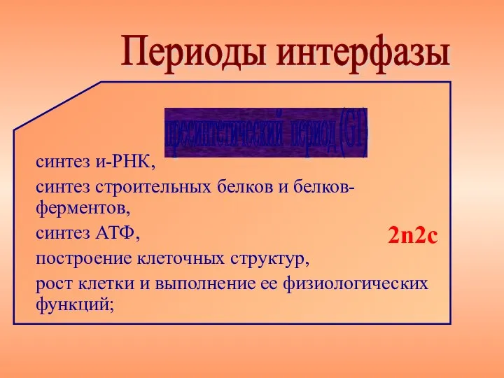 синтез и-РНК, синтез строительных белков и белков-ферментов, синтез АТФ, построение клеточных