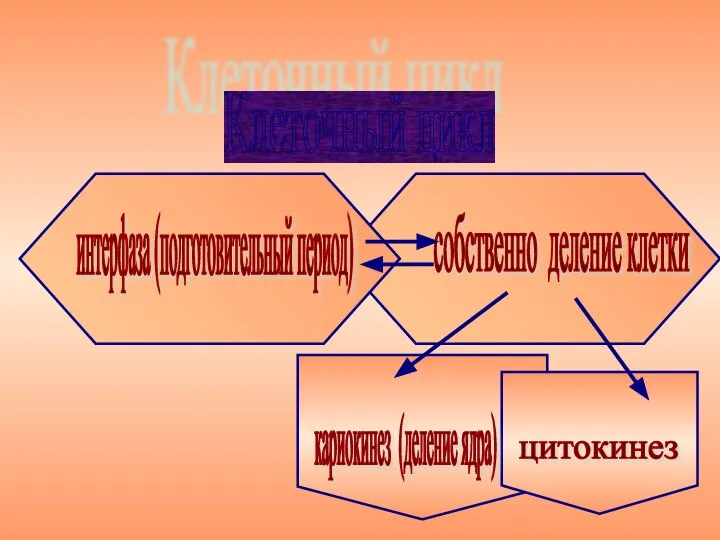 Клеточный цикл интерфаза (подготовительный период) собственно деление клетки кариокинез (деление ядра) цитокинез