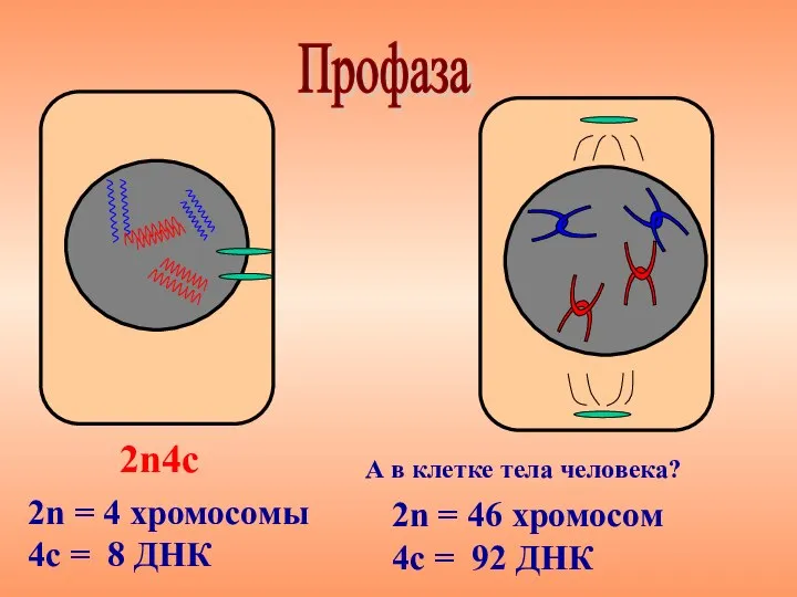 Профаза 2n4с 2n = 4 хромосомы 4с = 8 ДНК А