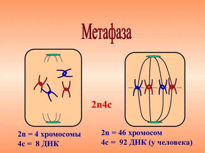 Метафаза 2n4с 2n = 4 хромосомы 4с = 8 ДНК 2n