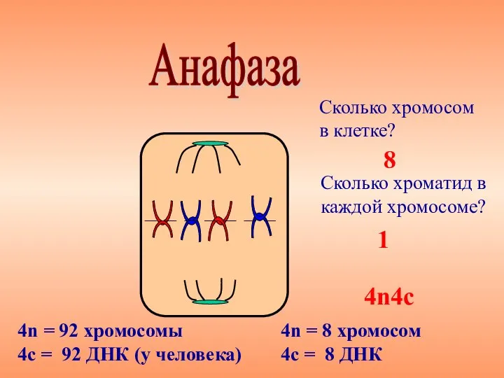 Анафаза 4n4с Сколько хроматид в каждой хромосоме? Сколько хромосом в клетке?