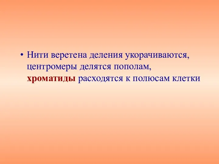 Нити веретена деления укорачиваются, центромеры делятся пополам, хроматиды расходятся к полюсам клетки