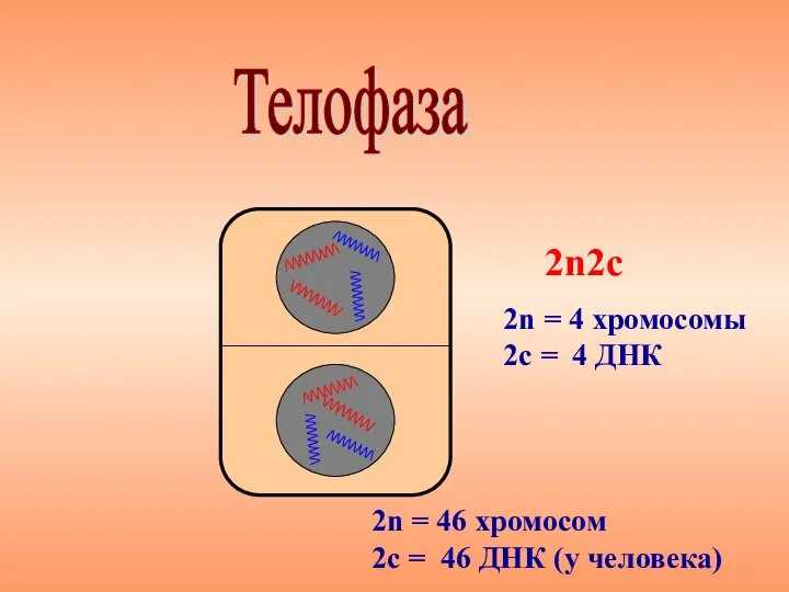 Телофаза 2n2с 2n = 4 хромосомы 2с = 4 ДНК 2n