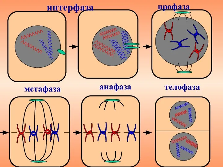 профаза интерфаза метафаза анафаза телофаза
