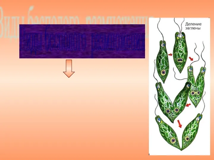 Виды бесполого размножения Деление клеток А) митоз (простейшие)
