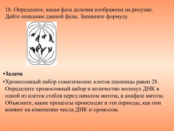 18. Определите, какая фаза деления изображена на рисунке. Дайте описание данной