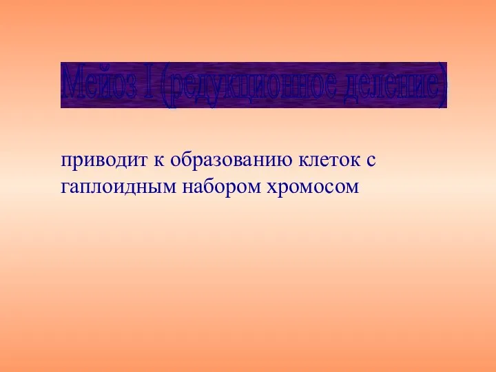 приводит к образованию клеток с гаплоидным набором хромосом Мейоз I (редукционное деление)