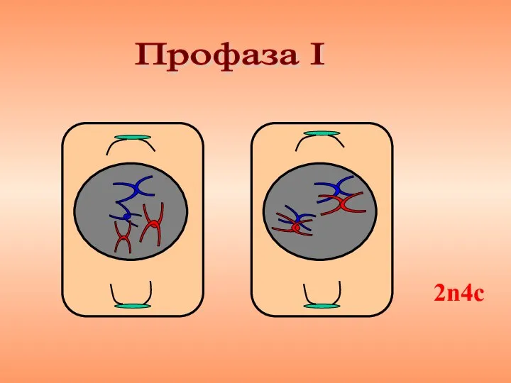 Профаза I 2n4с