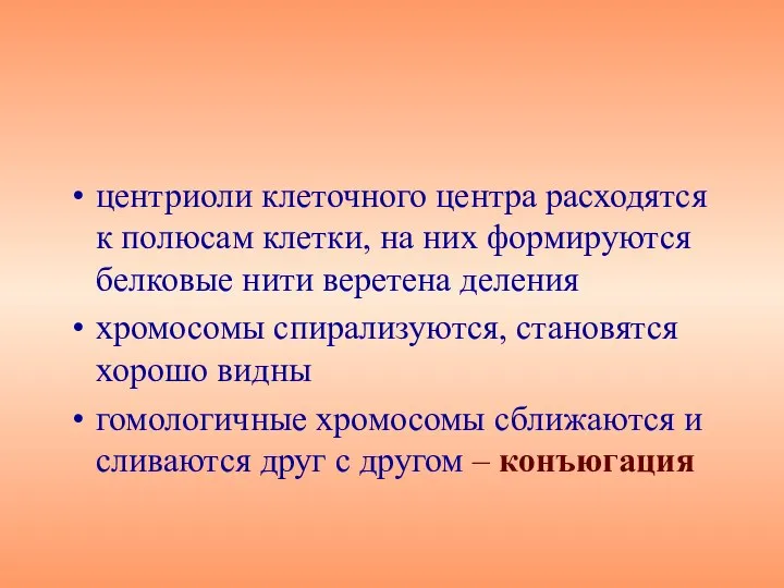 центриоли клеточного центра расходятся к полюсам клетки, на них формируются белковые