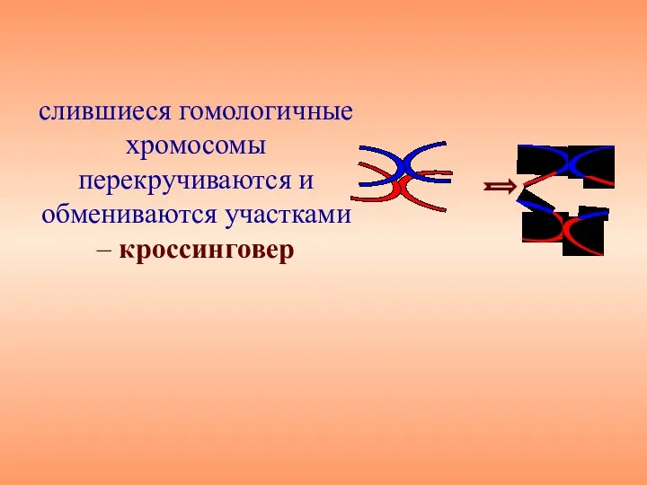 слившиеся гомологичные хромосомы перекручиваются и обмениваются участками – кроссинговер