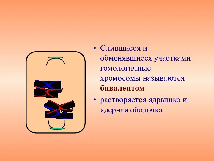 Слившиеся и обменявшиеся участками гомологичные хромосомы называются бивалентом растворяется ядрышко и ядерная оболочка