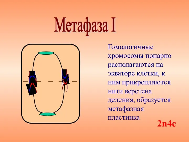 Гомологичные хромосомы попарно располагаются на экваторе клетки, к ним прикрепляются нити