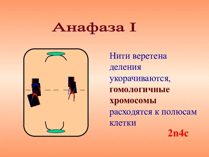 Нити веретена деления укорачиваются, гомологичные хромосомы расходятся к полюсам клетки Анафаза I 2n4с