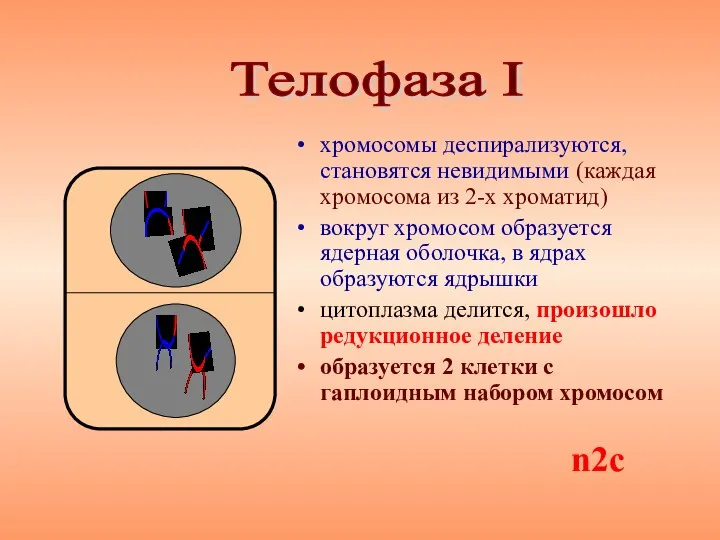 хромосомы деспирализуются, становятся невидимыми (каждая хромосома из 2-х хроматид) вокруг хромосом