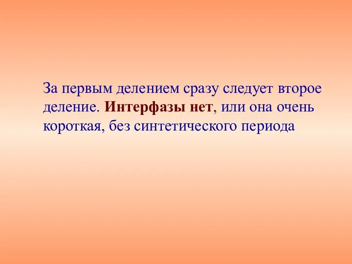 За первым делением сразу следует второе деление. Интерфазы нет, или она очень короткая, без синтетического периода