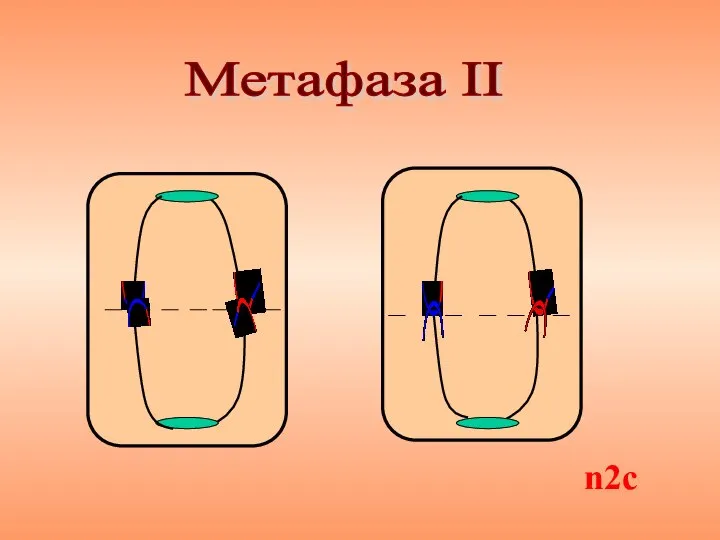 Метафаза II n2с