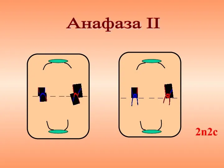 Анафаза II 2n2с