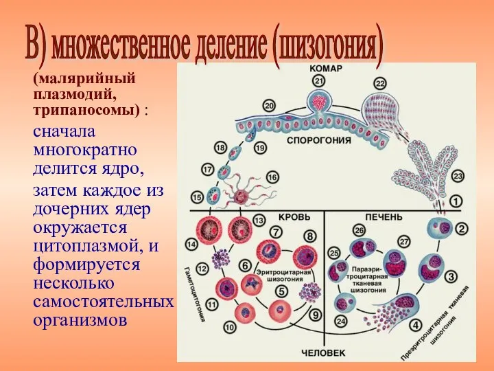 (малярийный плазмодий, трипаносомы) : сначала многократно делится ядро, затем каждое из