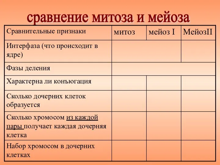 сравнение митоза и мейоза