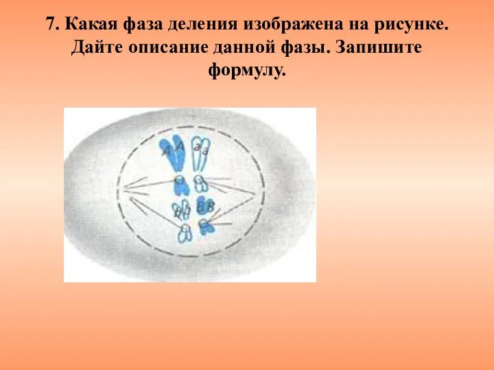 7. Какая фаза деления изображена на рисунке. Дайте описание данной фазы. Запишите формулу.