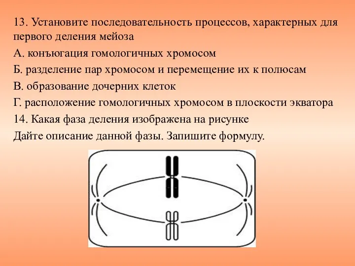 13. Установите последовательность процессов, характерных для первого деления мейоза А. конъюгация