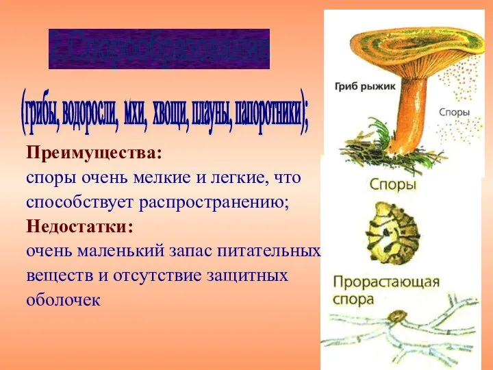 Преимущества: споры очень мелкие и легкие, что способствует распространению; Недостатки: очень