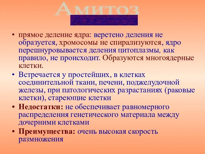 прямое деление ядра: веретено деления не образуется, хромосомы не спирализуются, ядро