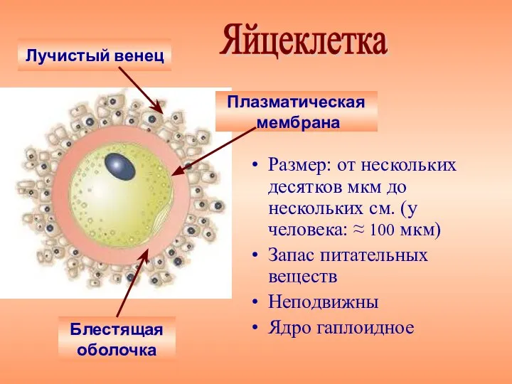 Размер: от нескольких десятков мкм до нескольких см. (у человека: ≈