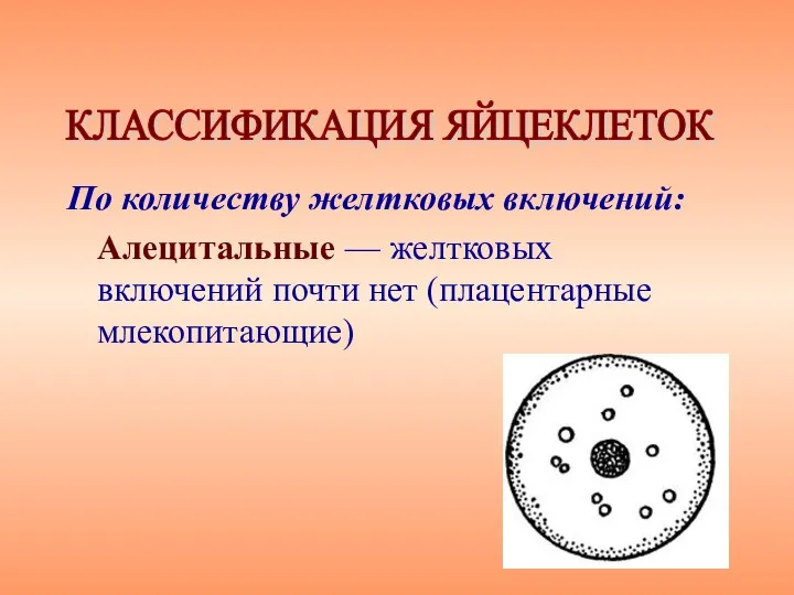 По количеству желтковых включений: Алецитальные — желтковых включений почти нет (плацентарные млекопитающие) КЛАССИФИКАЦИЯ ЯЙЦЕКЛЕТОК