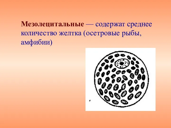 Мезолецитальные — содержат среднее количество желтка (осетровые рыбы, амфибии)