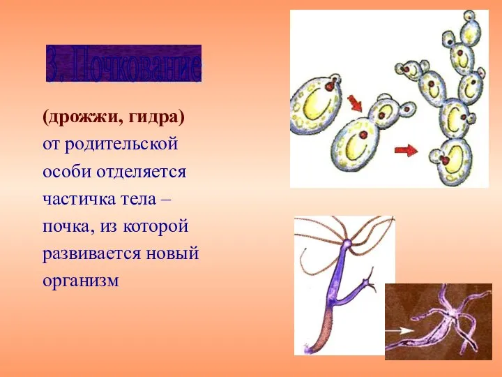 (дрожжи, гидра) от родительской особи отделяется частичка тела – почка, из