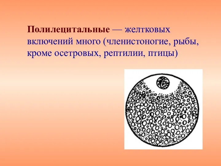 Полилецитальные — желтковых включений много (членистоногие, рыбы, кроме осетровых, рептилии, птицы)