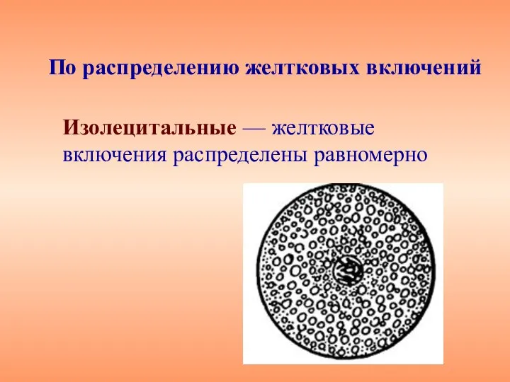 По распределению желтковых включений Изолецитальные — желтковые включения распределены равномерно