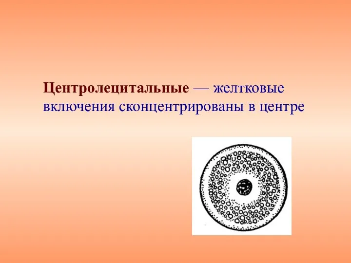 Центролецитальные — желтковые включения сконцентрированы в центре