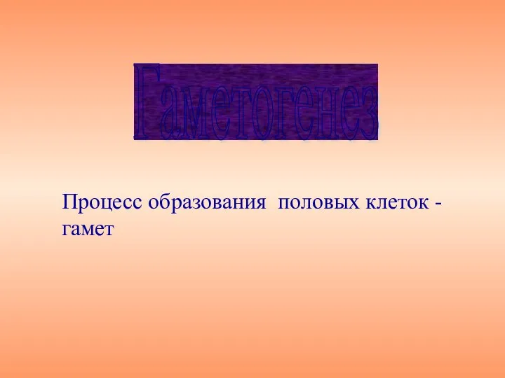 Гаметогенез Процесс образования половых клеток - гамет