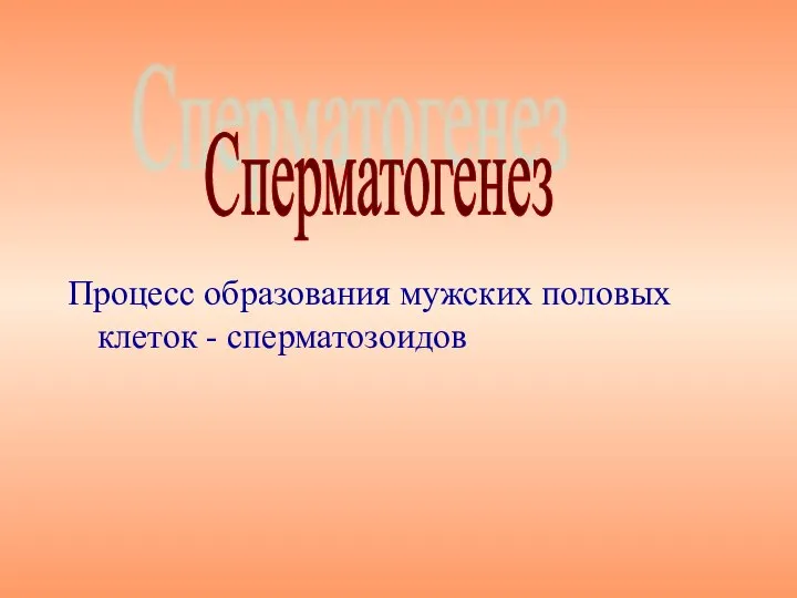 Сперматогенез Процесс образования мужских половых клеток - сперматозоидов