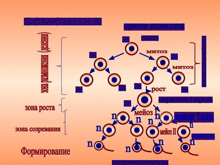 (ППК) митоз митоз сперматогонии 2n 2n 2n 2n 2n 2n 2n