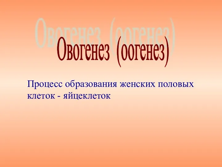 Процесс образования женских половых клеток - яйцеклеток Овогенез (оогенез)